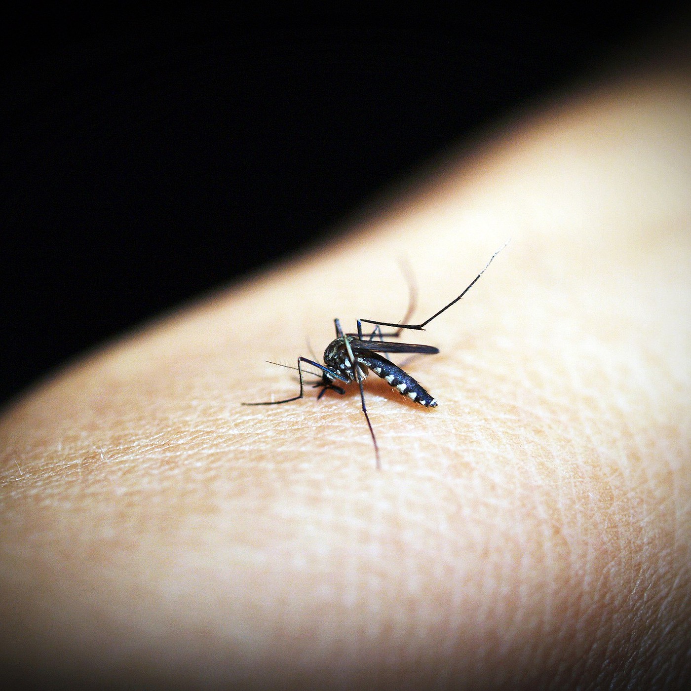 Vacinação contra a dengue no Brasil pode aumentar com produção nacional, diz diretora da Takeda
