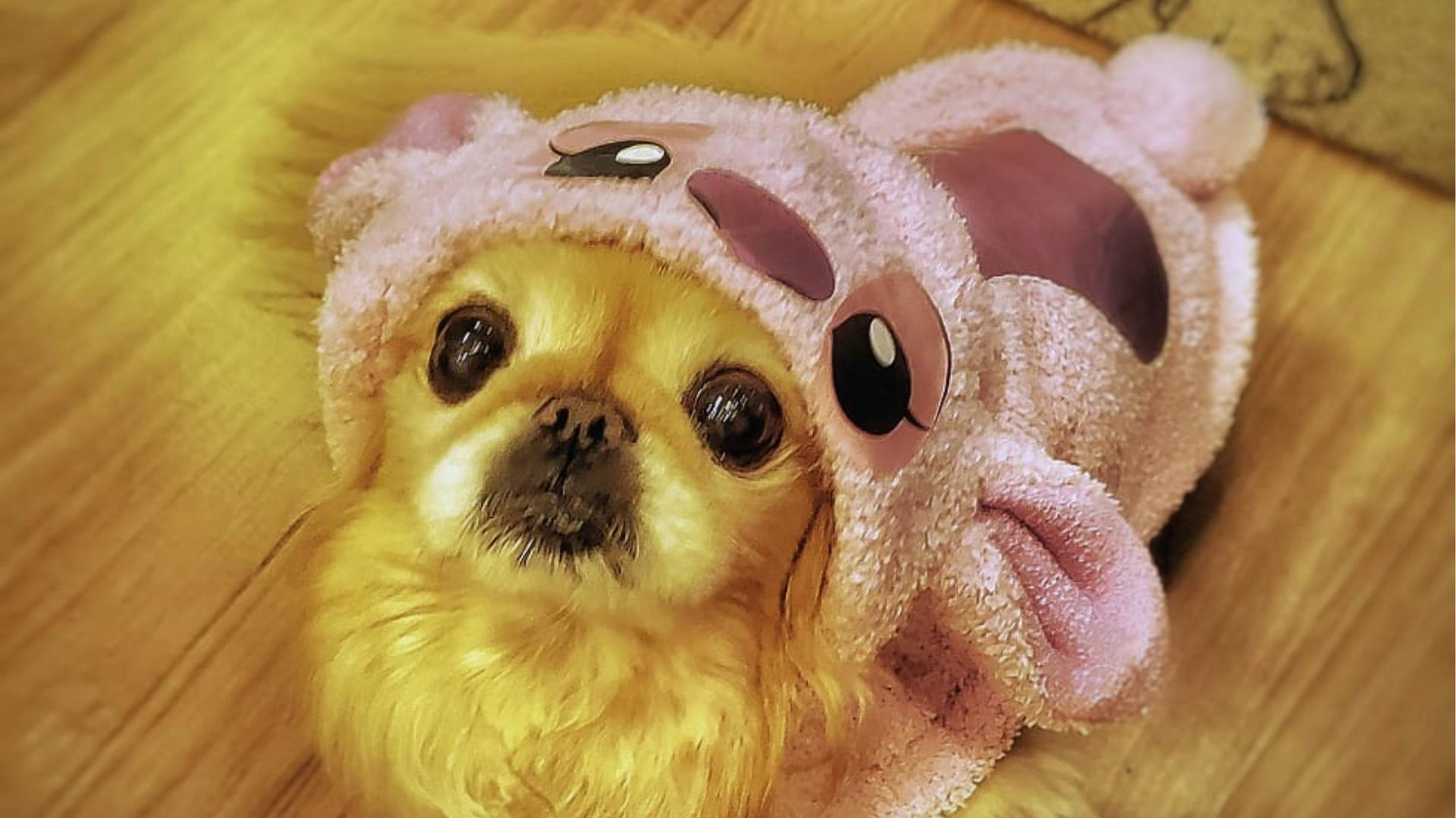 Pets devem usar roupa no inverno? Saiba como proteger os animais do frio