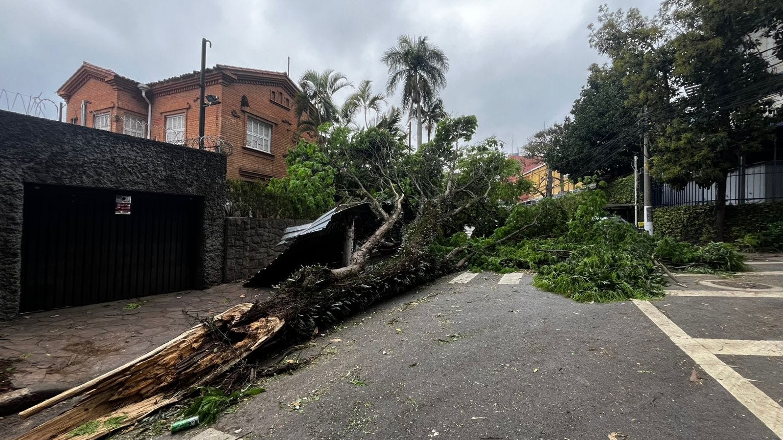 ‘Minha esposa está grávida e não consigo sair com o carro’, diz morador do Sumaré (SP) após queda de árvore