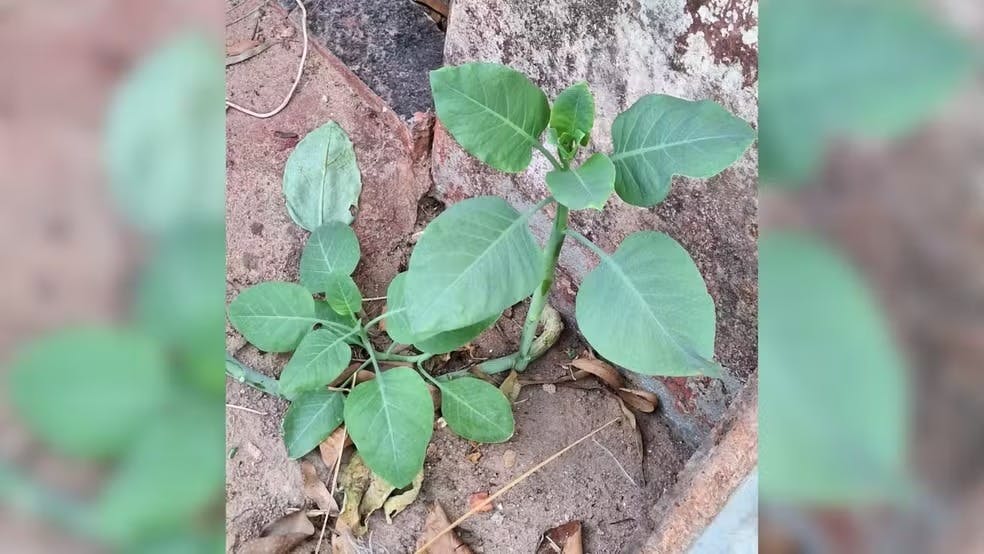 ‘Falsa couve’: Mina Gerais tem mais sete casos de intoxicação após consumo da planta